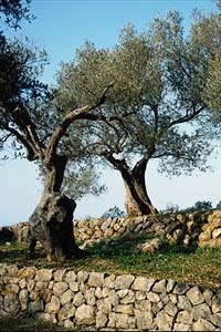 Olive Trees